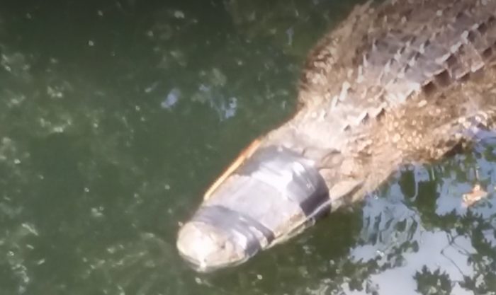 El animal fue hallado cerca del río Wekima, en el condado de Seminole (noreste de Florida). Foto: Captura