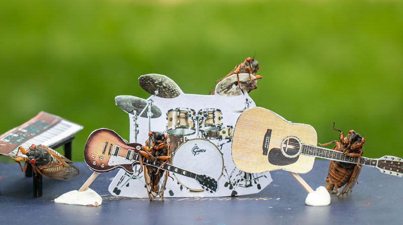 Cigarras son colocadas en un escenario de banda de rock por la fotógrafa y entusiasta de los insectos Oxana Ware en Arlington, Virginia, EEUU, en marzo de 2021. Foto: REUTERS