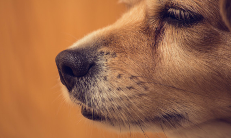Imagen referencial. Según la investigación, un solo perro puede examinar hasta 250 personas en una hora. Foto: Freepik