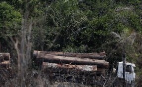Un camión transporta madera obtenida ilegalmente en la selva amazónica. Foto: EFE