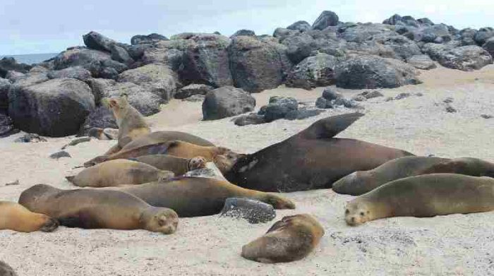 Los lobos marinos de Galápagos duermen hasta tres días en las playas. Esta es una de las dos especies endémicas que habitan en las islas y están clasificadas como ‘En peligro’. Foto: Cortesía Diego Páez-Rosas.