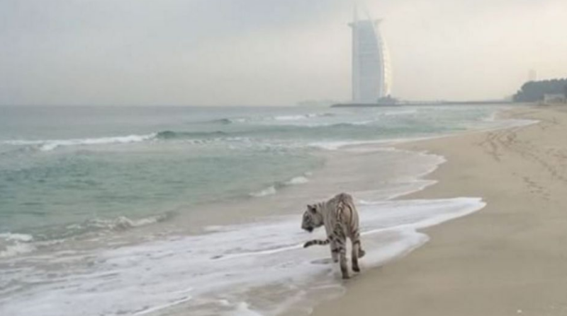 La Policía de Dubái advirtió a los residentes de una área residencial en el oeste de la ciudad sobre un gran felino que anda suelto y que representa un peligro. Foto: Captura de pantalla