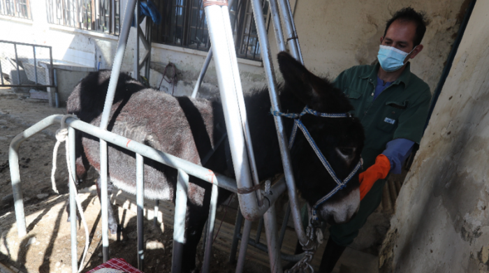 El coordinador de la división de producción del INLASA, Williams Velasco, realiza la "sangría" a uno de los burros para obtener el plasma y desarrollar así el suero contra la covid-19. Foto: EFE