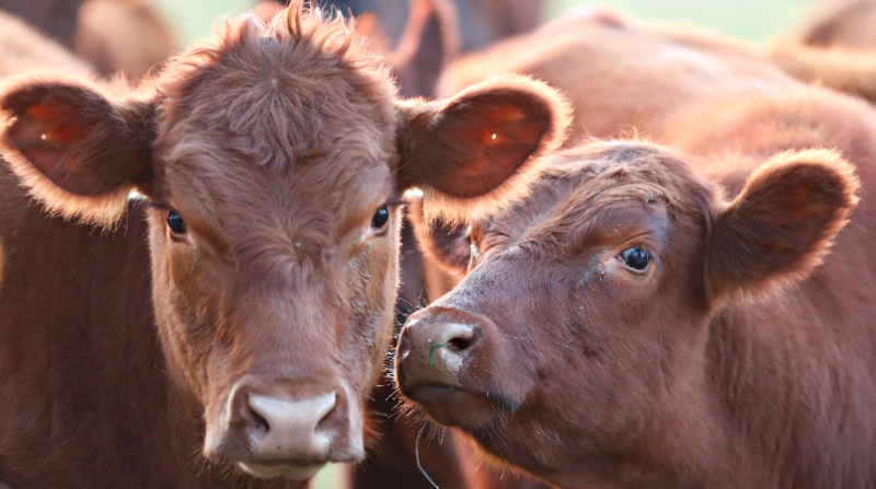Vacas en un campo cerca de la ciudad bonaerense de Pergamino, Argentina. Foto: Reuters