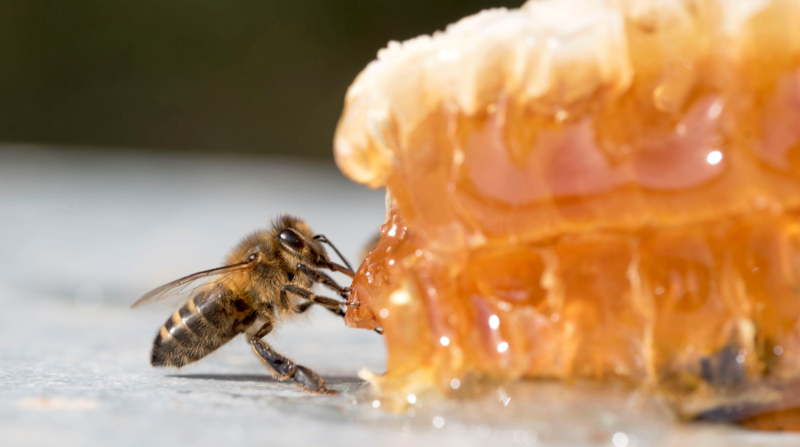 El declive de las abejas amenaza la biodiversidad y la seguridad alimentaria de la humanidad. Foto: EFE