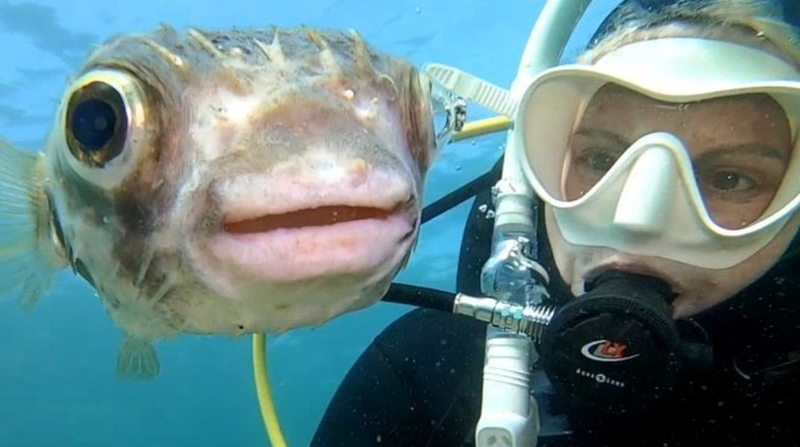 La buceadora australiana consiguió la mejor fotografía junto al pez globo. Foto: Cuenta de Instagram de Jules Casey