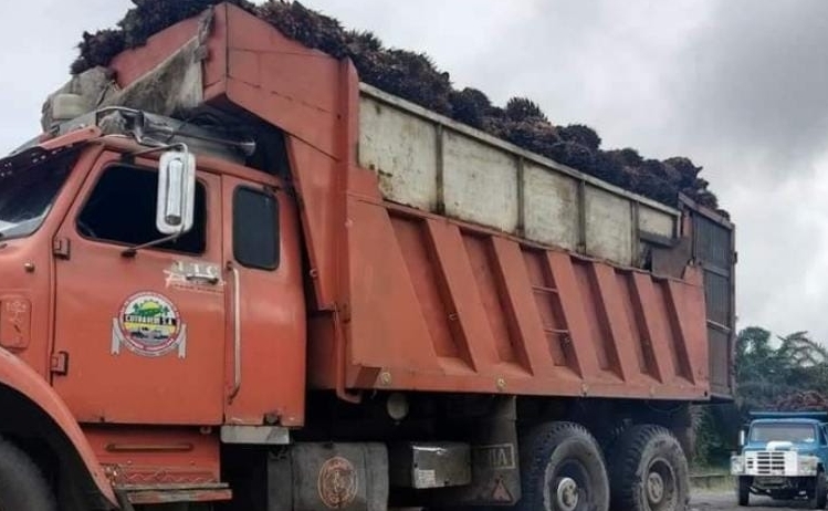 Un camión de carga pesada moviliza palma africana hacia una empresa aceitera. Foto: Cortesía UTRAPE