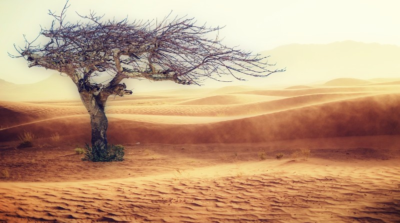Imagen referencial: La desertificación del planeta reducirá un tercio de la producción de alimentos para el año 2100. Pixabay