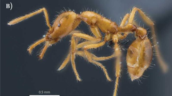 La nueva especie de hormiga fue hallada en Esmeraldas. Foto: Zookeys