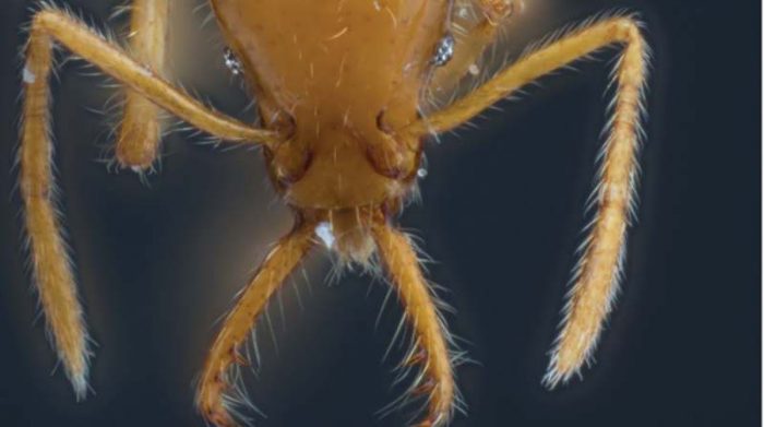 La nueva especie de hormiga se destaca por su larga mandíbula. Foto: Zookeys