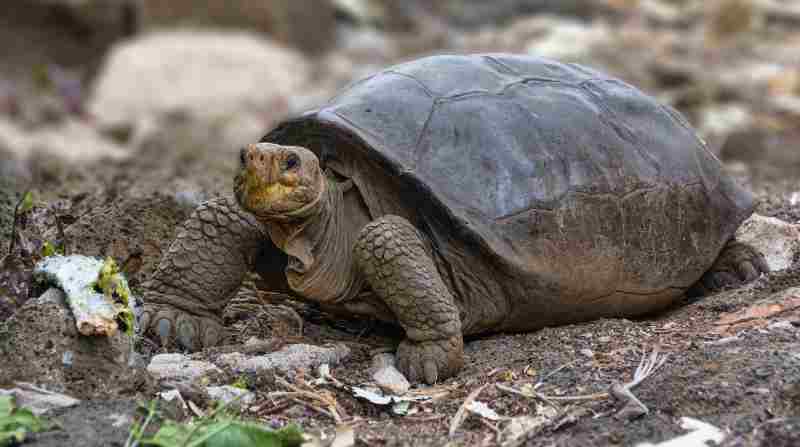 Los resultados revelaron que la tortuga gigante hembra encontrada en Fernandina pertenece a la especie Chelonoidis phantasticus. Este redescubrimiento brinda esperanzas a los especialistas. Foto: Cortesía Diego Bermeo/PNG