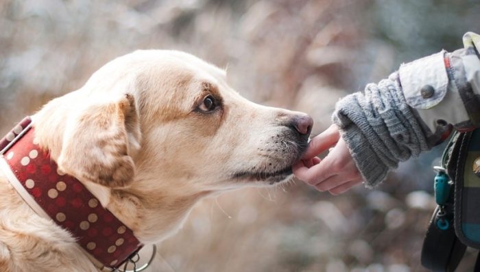 Imagen referencial. El estudio habla sobre la fiabilidad del olfato de los perros comparado con las pruebas PCR. Foto: Pixabay