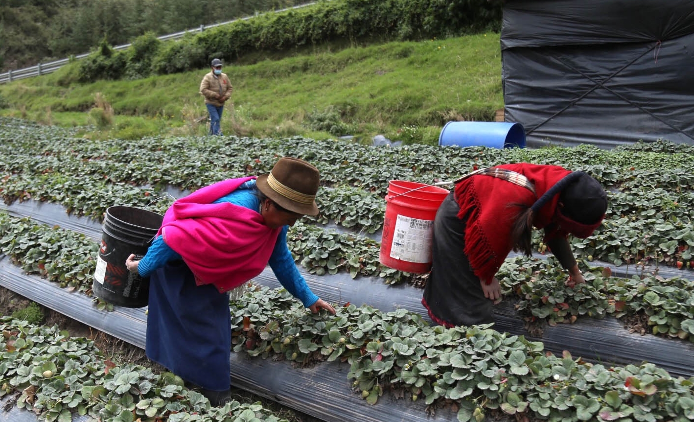 Los agricultores tratan de salvar sus cultivos de fresas con métodos rudimentarios. Foto: Glenda Giacometti / EL COMERCIO