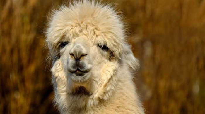 Imagen referencial. Los anticuerpos de alpaca serán usados en investigaciones internacionales luego de evidenciar su eficacia contra el virus. Foto: Pixabay