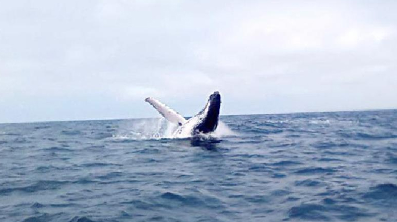Foto referencial de una ballena jorobada. Foto: Cortesía Ministerio del Ambiente
