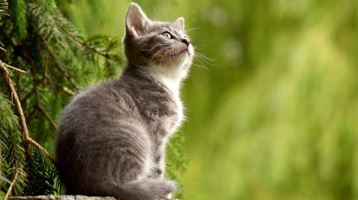 Imagen referencial. En el caso de los animales con dueño, el 67 % de los gatos y el 43 % de los perros dieron positivo en la prueba de anticuerpos, frente a un 9 % de los de refugio y un 3 % de los felinos callejeros. Foto: Pixabay