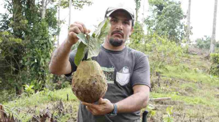 Amado De la Cruz Chávez se dedicaba a la tala de árboles. Ahora trabaja en la reserva Canandé de Fundación Jocotoco. Foto: Cortesía Efraín Cepeda