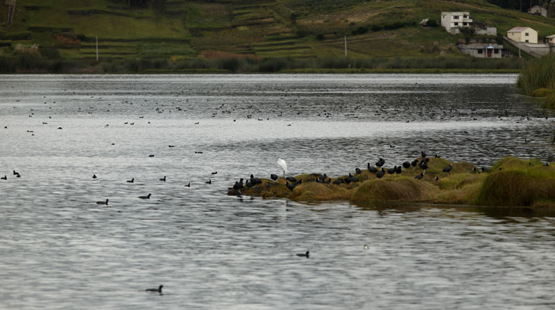 El cierre de la laguna de Colta ha permitido el anidamiento de aves en ese sector de la Sierra andina. Foto: Glenda Giacometti/ EL COMERCIO