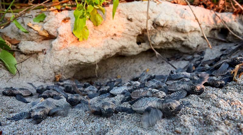 En la temporada de anidación 2019-2020, Equilibrio Azul registró 48 nidos de la tortuga carey en la zona de La Playita. Foto: Cortesía Felipe Vallejo / Equilibrio Azul