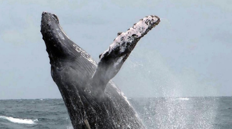 El avistamiento de ballenas marcará la temporada playera este 2021, en Manabí y Esmeraldas. Foto: Cortesía del Municipio de Puerto López