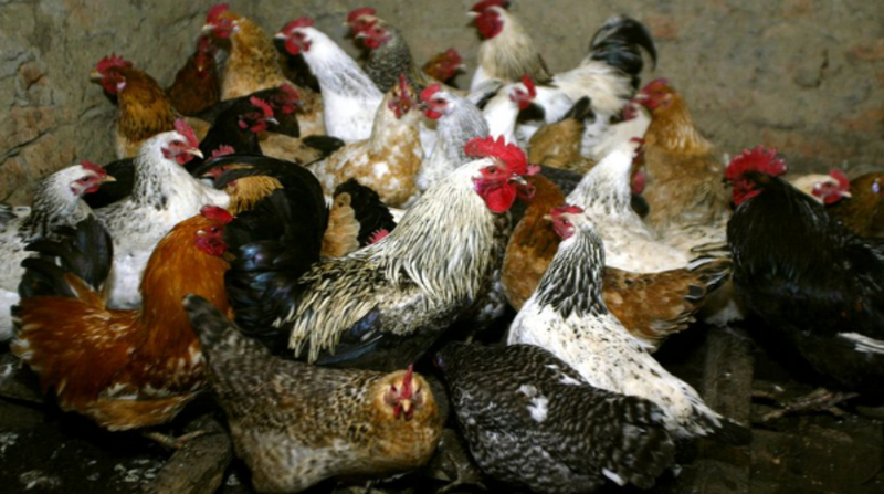 La gripe aviar es una infección provocada por las cepas del virus influenza. Estas pueden atacar a las aves, pero también infectar a los humanos cuando tienen contacto cercano con animales infectados. Foto: Reuters