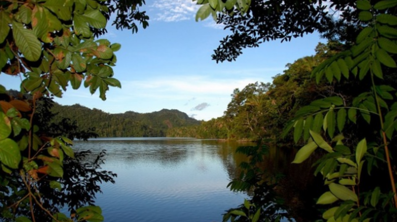 El Programa Bosques del Minam monitorea a la fecha la totalidad de bosques amazónicos del Perú, que abarca más de 78 millones de hectáreas, lo que representa el 94 % de los bosques peruanos y más del 50 % del territorio nacional. Foto: Twitter de @GRPiura
