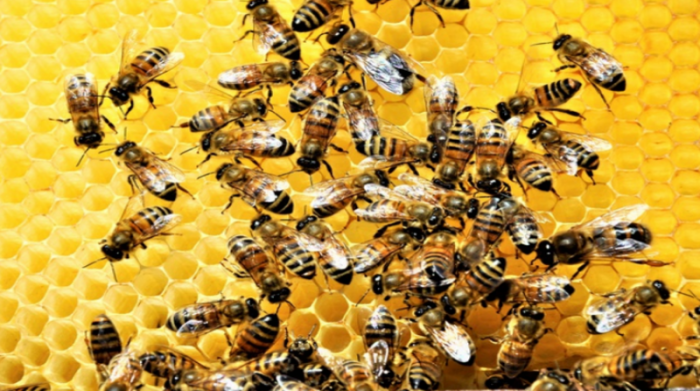 Imagen referencial. Los expertos indican que las abejas son sensibles a los cambios medioambientales por los que se las puede considerar como un indicador natural de la salud de los ecosistemas. Foto: Freepik