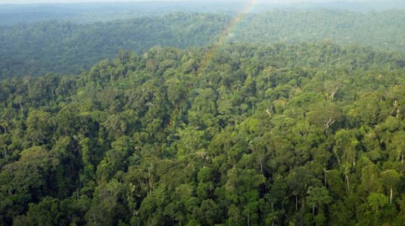 La región amazónica es fundamental para el planeta pues es considerada como un pulmón para el mundo, cuyo deterioro avanza sin control. Foto: ARCHIVO