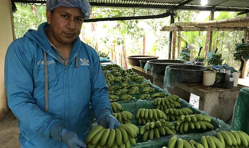 Los productores de banano piden establecer el precio de la caja de la fruta para el próximo año. Foto: Bolívar Velasco / EL COMERCIO