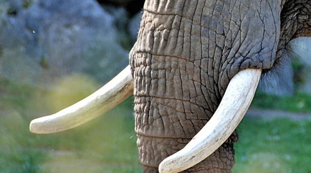 Imagen referencial. Entre las partes de animales salvajes que compró el hombre estaban cuatro colmillos de elefante africano. Foto: Pixabay