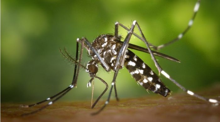 El mosquito del dengue además es transmisor del zika, la chikunguña y la fiebre amarilla. Foto: Pixabay.
