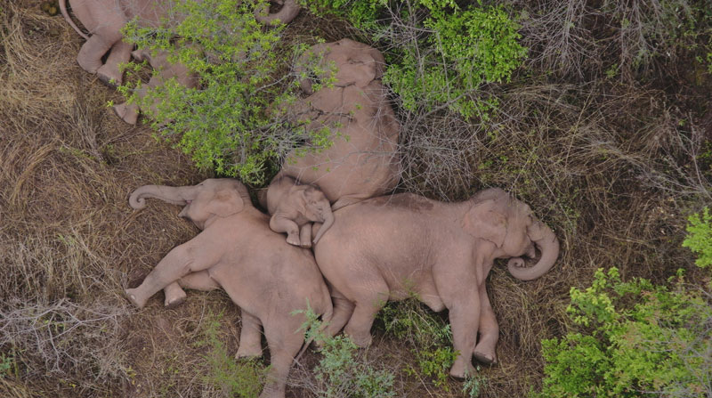 Los elefantes descansan en medio del bosque antes de retomar el viaje. Foto: Reuters