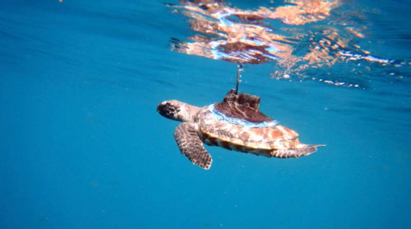 Los investigadores colocaron un transmisor satelital en el caparazón de esta tortuga bebé. Foto: Cortesía Cristina MIranda/Equilibrio Azul