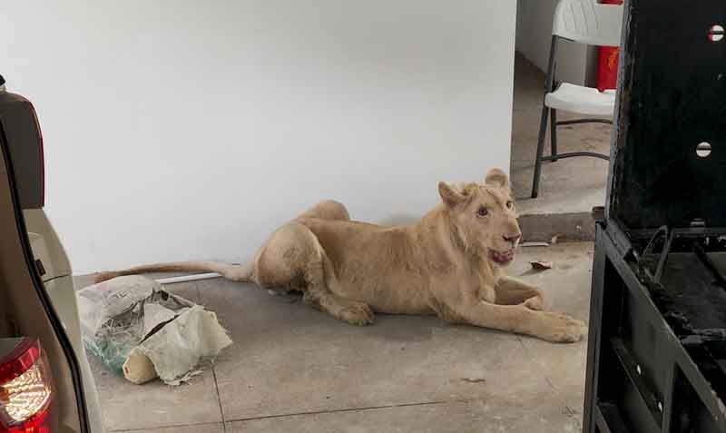 El león era alimentado con 6 kilos de carne picada al día. Foto: Reuters / Wildlife Alliance