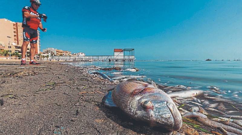 Las orillas del mar Menor, en el Mediterráneo, se llenaron de peces muertos. Foto: EFE