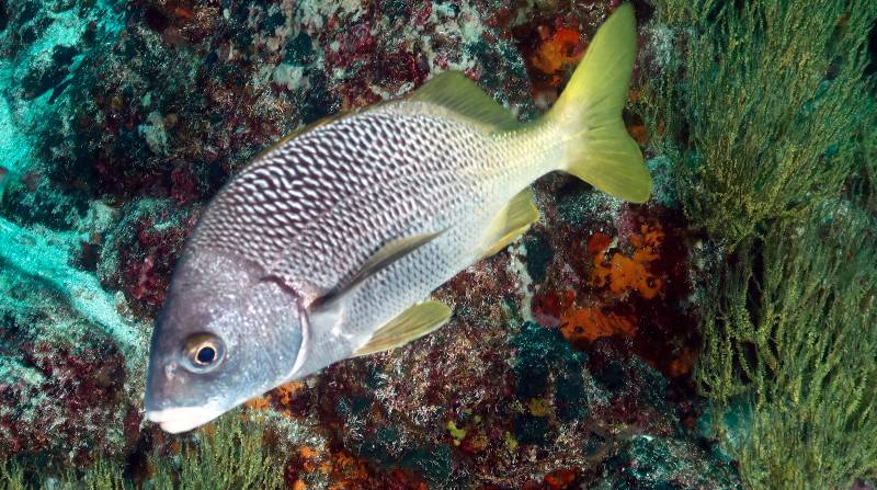 Investigadores ecuatorianos, mexicanos y estadounidenses describieron el hallazgo de dos nuevas especies de peces en el archipiélago de Galápagos y el Pacífico Este Tropical. Foto: EFE