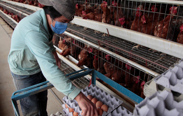Marcelo Quishpe, a diario, recolecta los huevos que se producen en la Granja Avícola Dioselina, en el norte de la parroquia de Puéllaro. Foto: Galo Paguay / EL COMERCIO