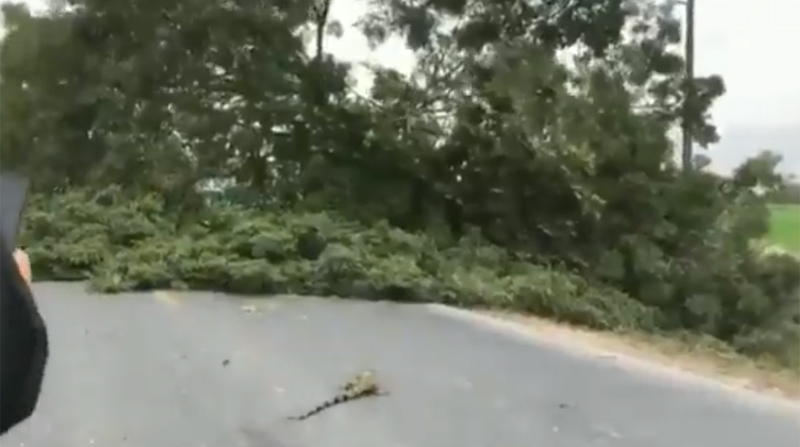La iguana salió desprendida por los aires mientras el árbol caía al suelo. Foto: Captura