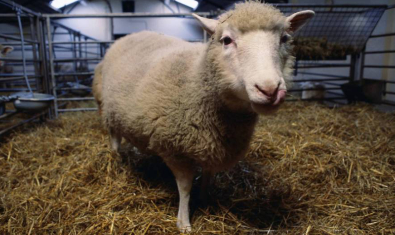 La oveja Dolly nació el 5 de julio de 1996 y fue el primer mamífero clonado a partir de células adultas. Foto: Captura