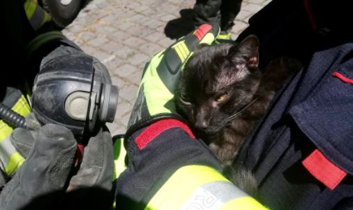 Los gatos fueron sacados en brazos por lo bomberos. Foto: Twitter @BomberosQuito