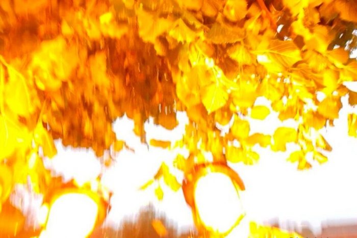 En el selfie se observa las hojas del árbol y las siluetas de dos rostros de los hermanos en color dorado. Los tres cayeron al suelo. Foto: Isobel Jobson