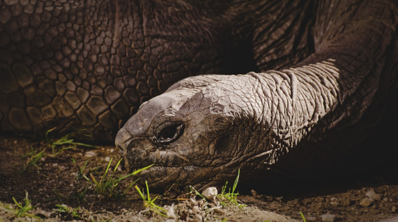 Imagen referencial. La tortuga, de carácter testarudo y con gusto especial por los pepinos jugosos y las hojas secas, falleció rodeada de su familia. Foto: Pixabay