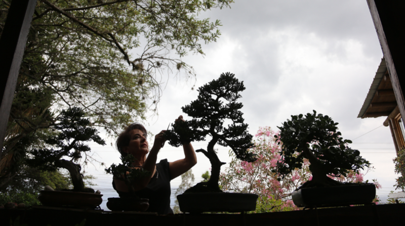 Sonia Salvador fue azafata en su juventud; en sus viajes conoció sobre los bonsáis y las técnicas de cultivo y poda. Foto: Vicente Costales y Julio Estrella