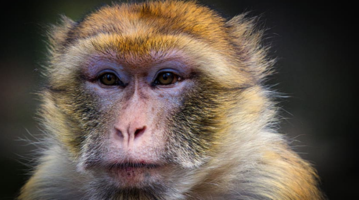 Imagen referencial. El macaco rhesus, una especie muy conocida de monos, es la principal transmisora del Virus B. Foto: Pxfuel