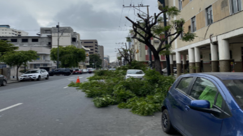 Tres árboles fueron dejados sin follaje en las calles Luis Urdaneta y Esmeraldas, en el centro de la, lo que ocasionó el rechazo del Municipio de Guayaquil. Foto: Cortesía Adrián Calderón @AdriancalderonU