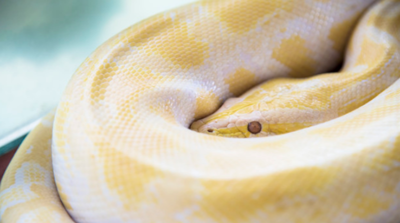 Imagen referencial. El reptil fue identificado como una pitón reticulada albina, una especie no venenosa de serpiente, que pertenece al vecino de la víctima, un joven de 24 años. Foto: Freepik