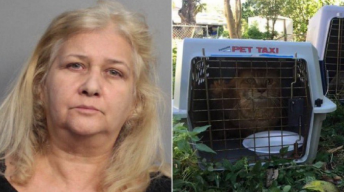Una detective de la Policía de Miami-Dade que accedió al apartamento señaló que se habían encontrado con una pila de gatos muertos en estado de descomposición desde hacía meses. Foto: Twitter de @bilgibakanligi