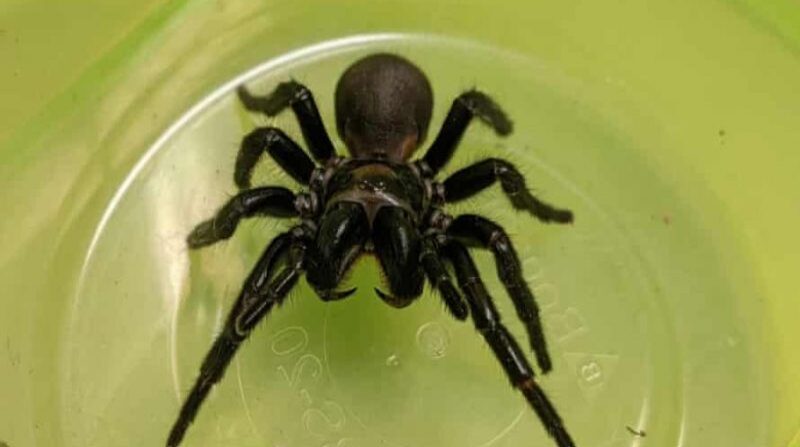 Veneno de araña australiana podría ayudar a las personas que sufren ataques cardíacos. Foto: Captura de pantalla / YouTube