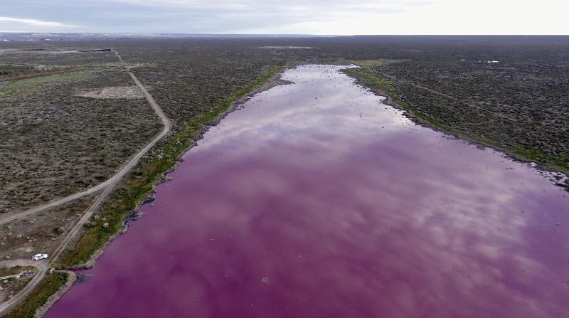 El vertido de residuos tóxicos procedentes de la pesca tiñó de rosa el sistema de lagunas de Corfo, situado a unos treinta kilómetros de Trelew (provincia de Chubut, sur de Argentina). Foto: EFE / Daniel Feldman / Diario Jornada