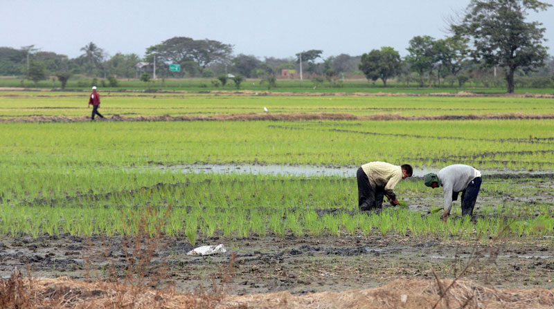 Los productores de arroz han solicitado ayuda al Gobierno para mejorar el precio de la gramínea. Foto: Archivo/ EL COMERCIO